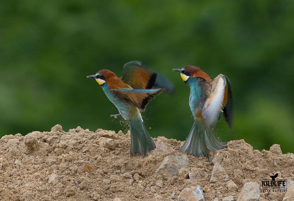 Two European bee-eaters landing on a mound of dry earth, wings open, against a green background.
