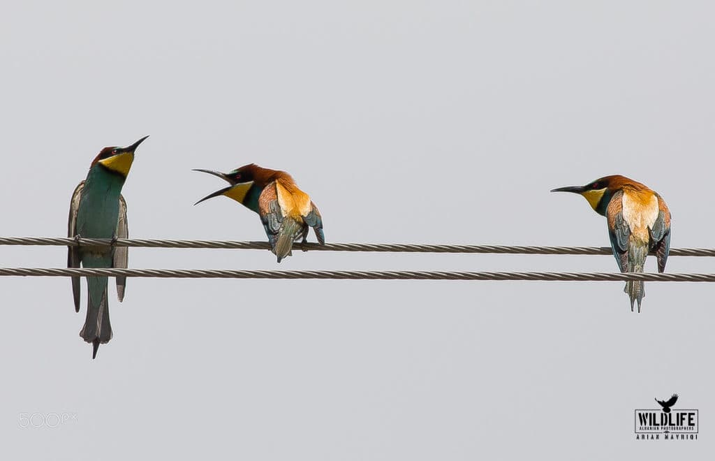 Three European bee-eaters on a wire, one upright, one calling with its bill open, one preening.
