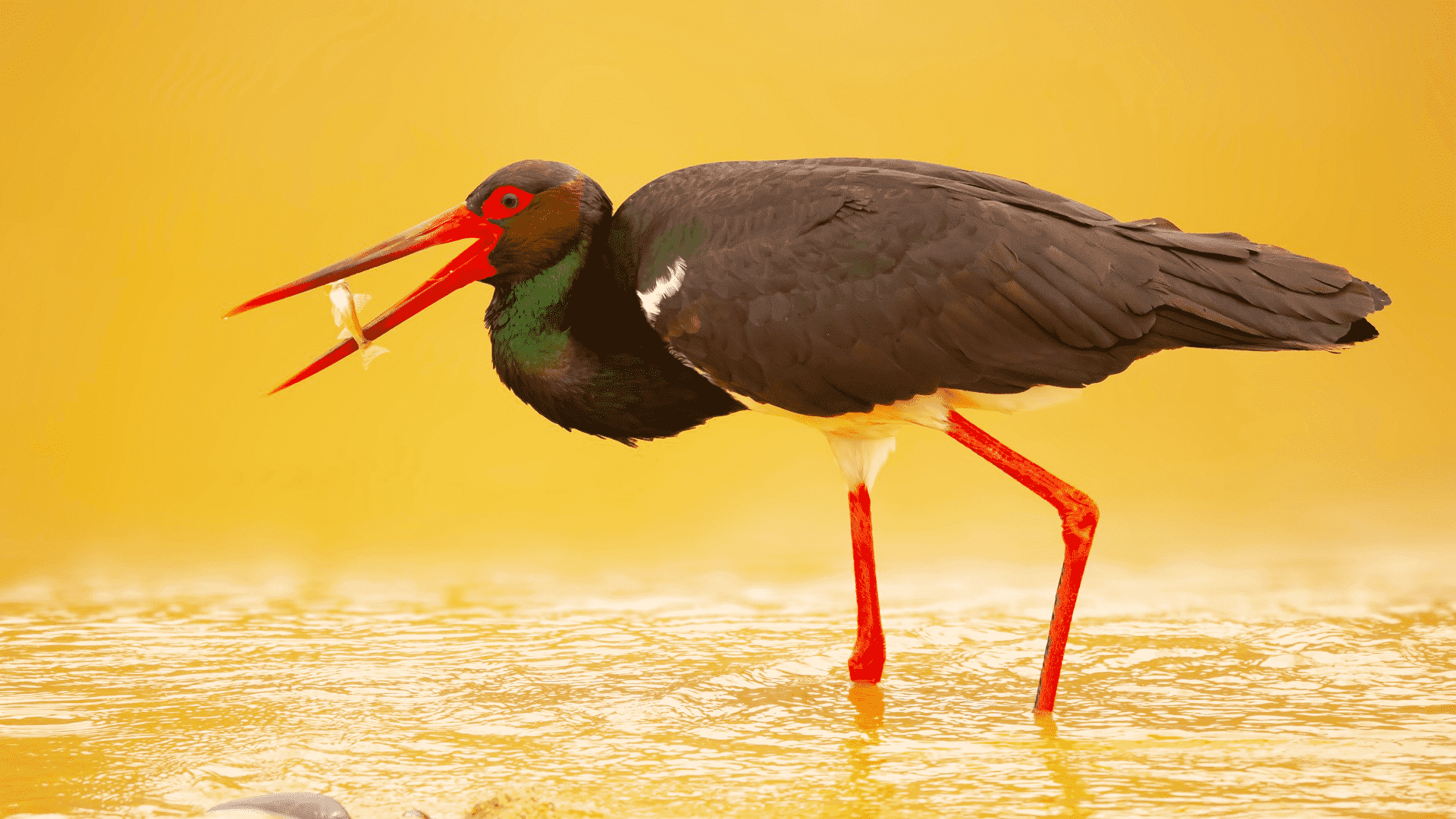 A black stork standing in golden water with a small fish held in its open red bill.