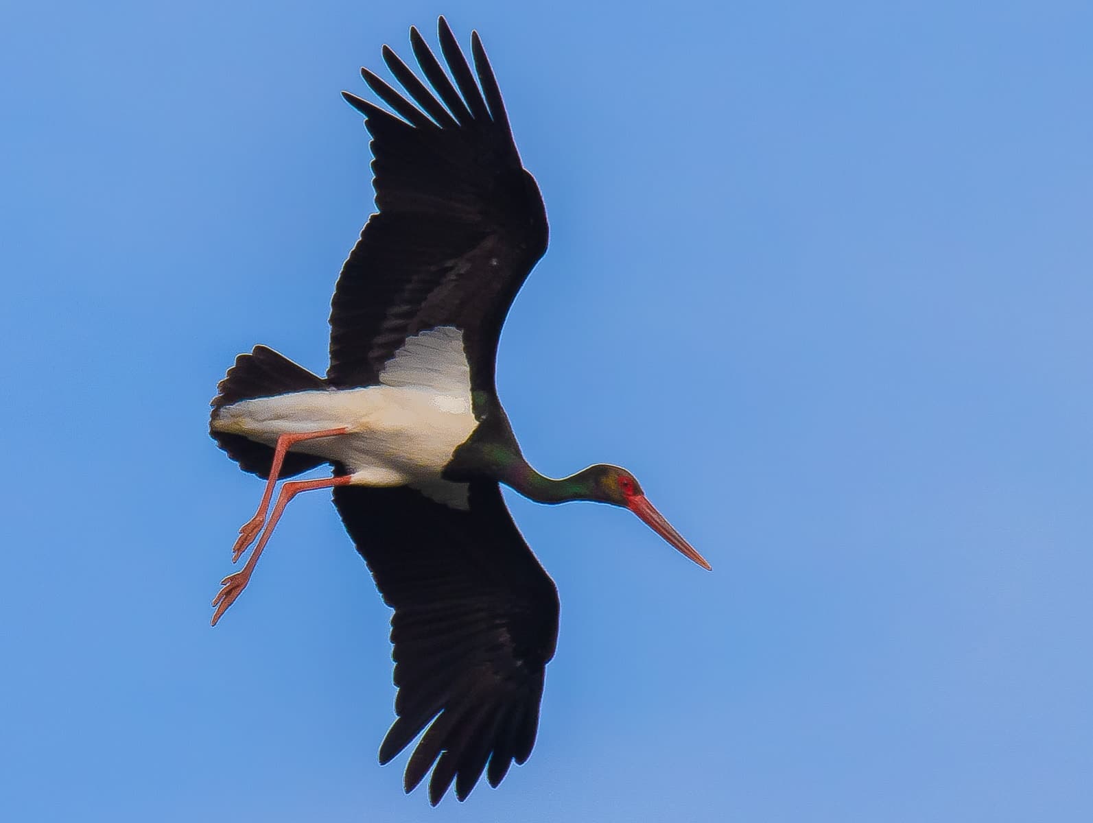 A black stork flying overhead with wings spread, its white belly and red legs visible against a blue sky.