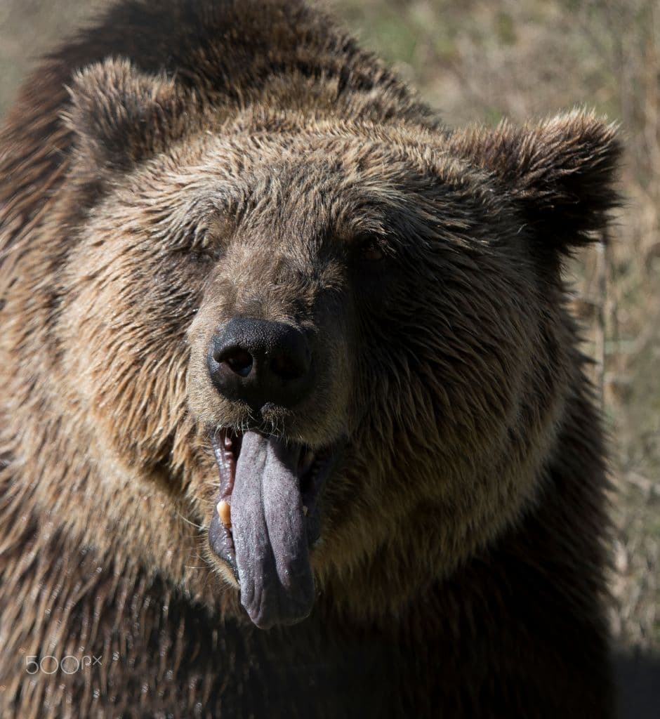 A close-up of a brown bear’s face with its tongue hanging out.