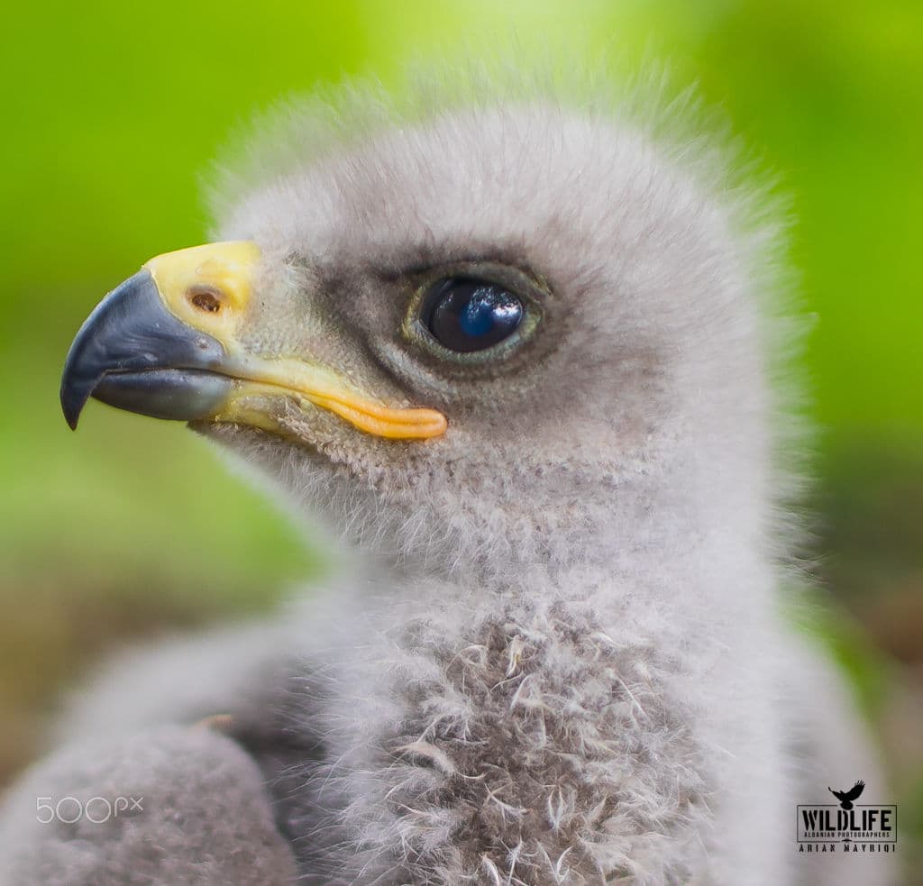 A close-up of a fluffy grey raptor chick with a yellow cere and dark eye, against a green background.