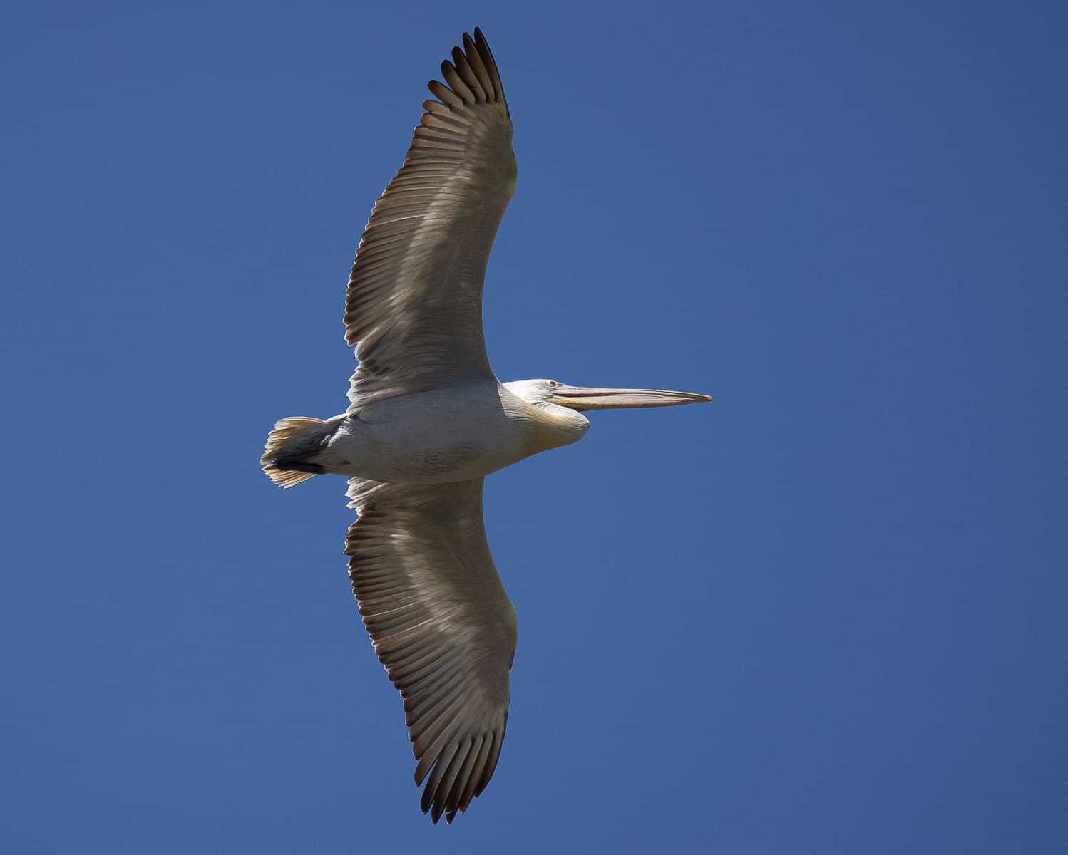 A Dalmatian pelican gliding overhead, its long wings and pale body lit against a deep blue sky.