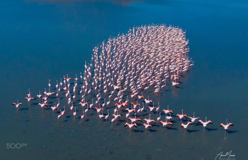An aerial view of a large flock of flamingos wading across blue lagoon water.