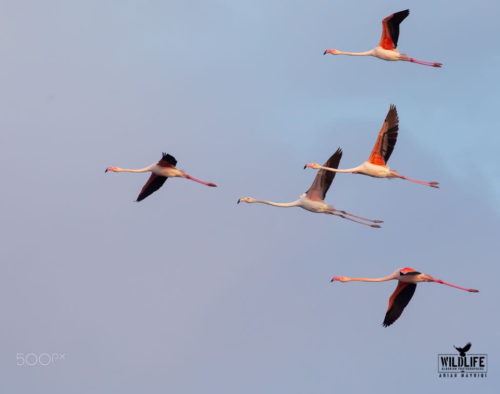 Five greater flamingos flying in loose formation, pink and black wings against a pale blue sky.