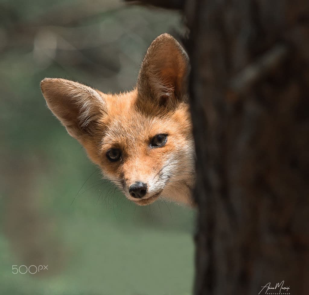 A young red fox peering out from behind a tree trunk, ears up, looking at the camera.