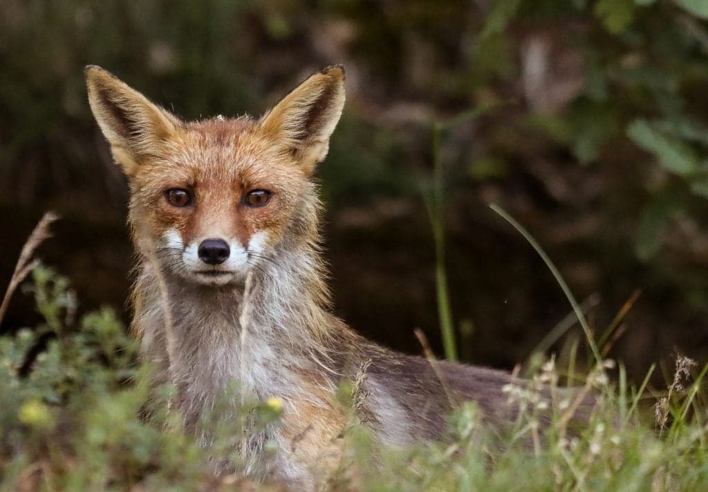 A red fox standing in long grass and looking straight at the camera.