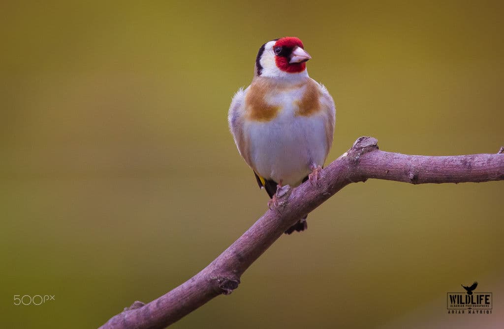 A European goldfinch with a red face perched on a bare branch against an olive background.