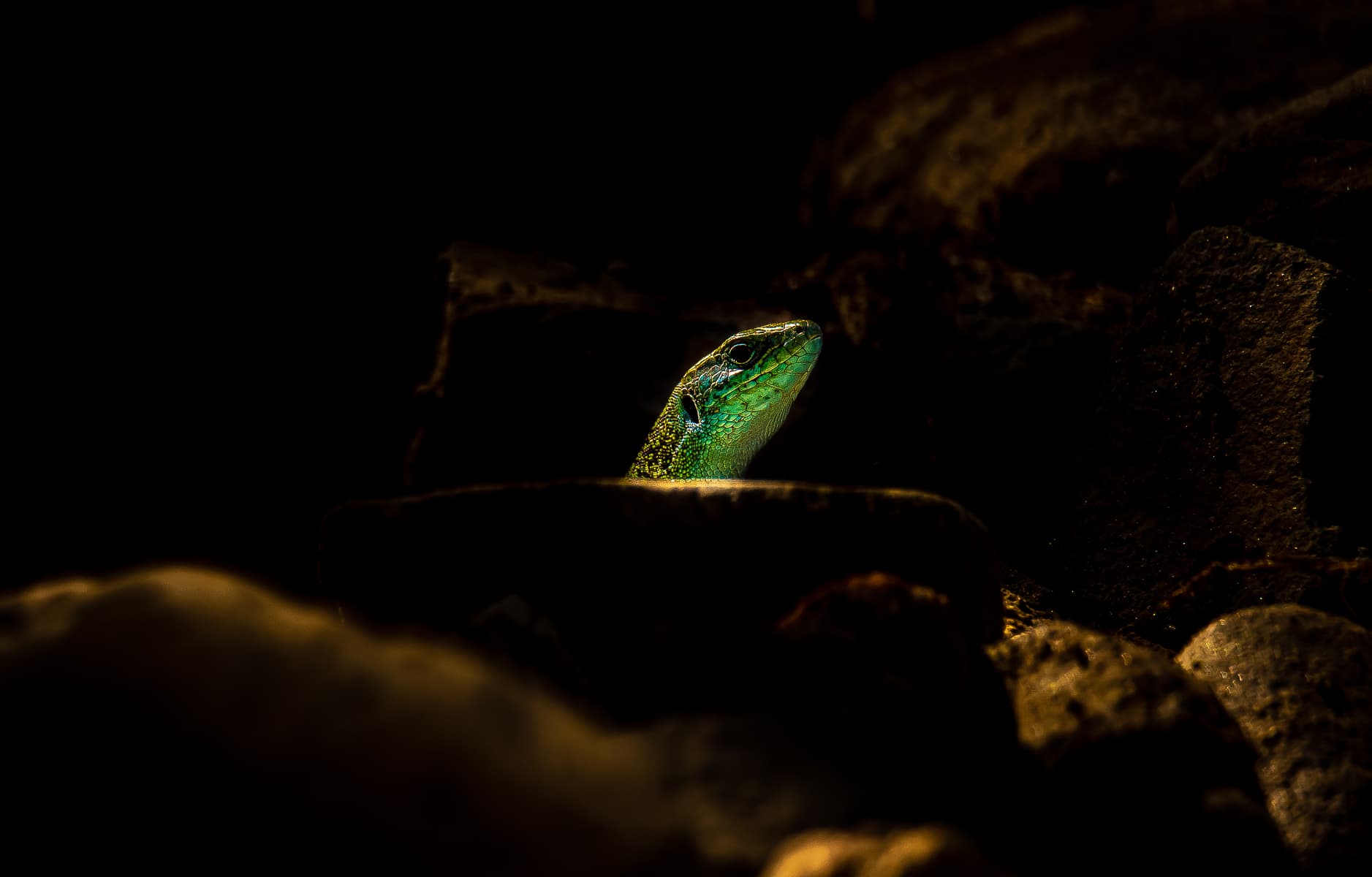 A green lizard’s head emerging from dark rocks into a narrow beam of light.