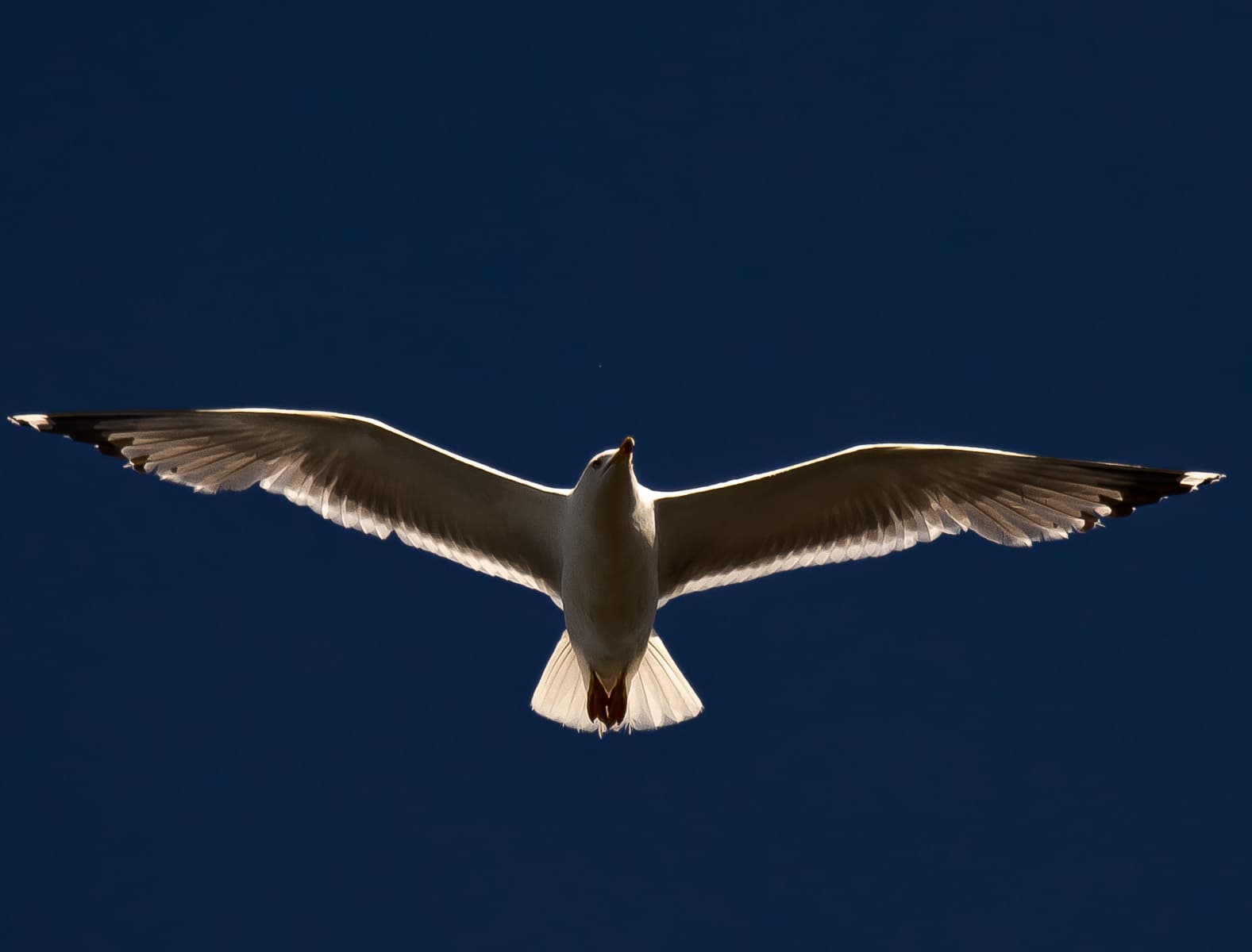 A gull soaring directly overhead with wings spread, rim-lit in white against a dark navy sky.