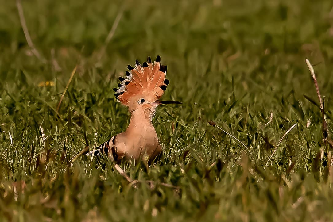 A hoopoe in green grass with its orange, black-tipped crest fully fanned.