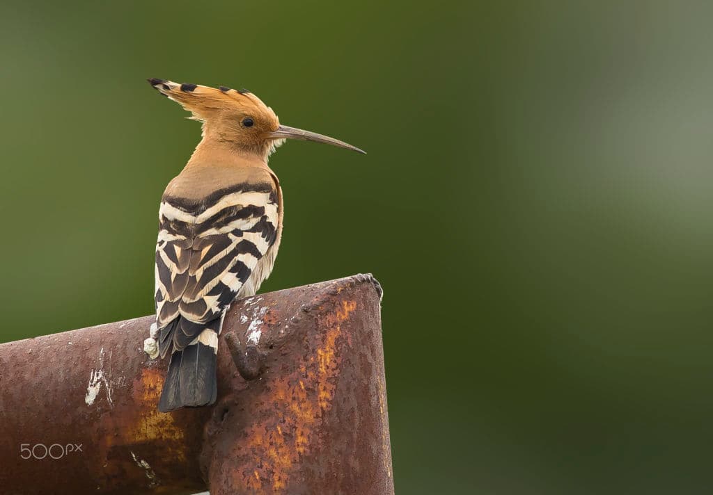A hoopoe with its crest partly raised, perched on a rusted metal pipe against a soft green background.