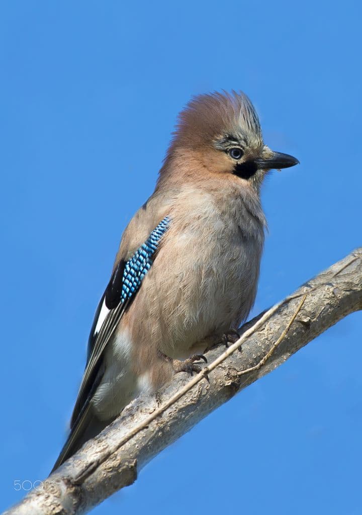 A Eurasian jay perched on a bare branch against a clear blue sky, crest raised and blue wing feathers visible.