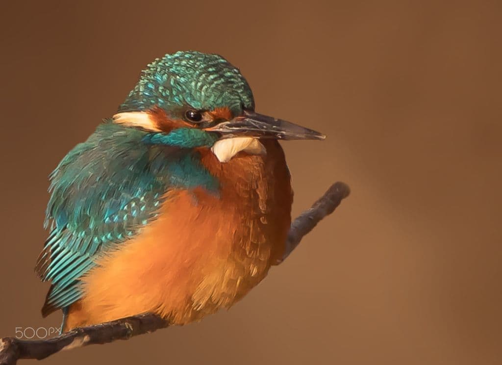 A common kingfisher perched on a thin branch, its turquoise back and orange breast against a warm brown background.