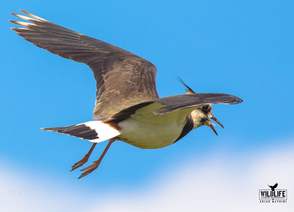 A northern lapwing calling in flight with its bill open, wings raised against a bright blue sky.