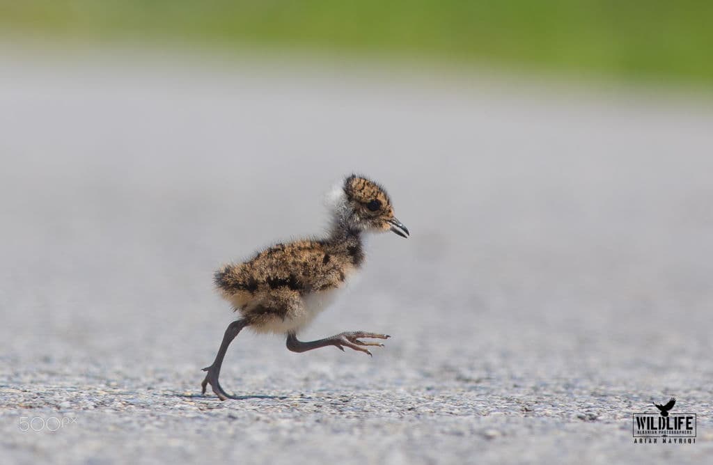 A fluffy northern lapwing chick running across a grey road surface.
