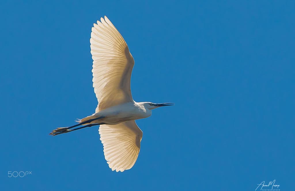 A little egret in flight, sunlight glowing through its white wings against a deep blue sky.