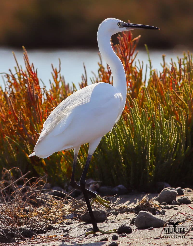A little egret standing on a stony shore in front of red and green glasswort, with water behind.