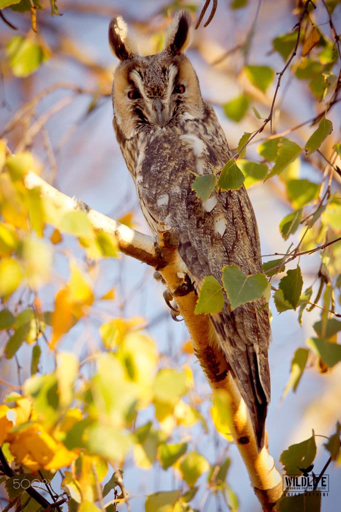 A long-eared owl perched on a birch branch among yellow and green autumn leaves.