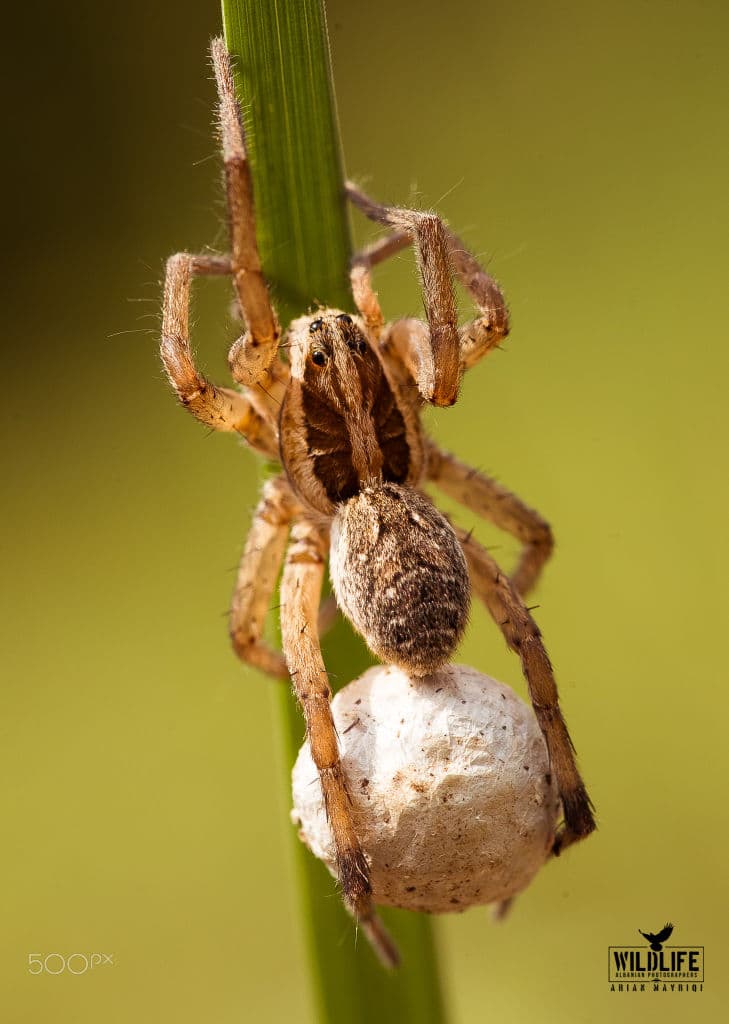 A nursery web spider climbing a green stem while carrying a large white egg sac.