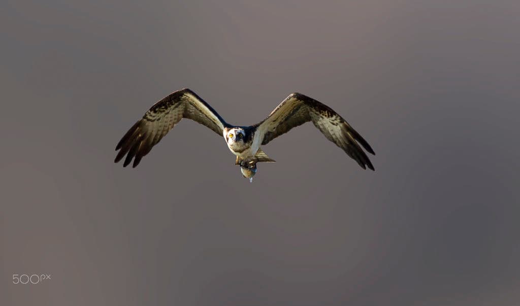 An osprey flying toward the camera carrying a fish, against a muted grey background.