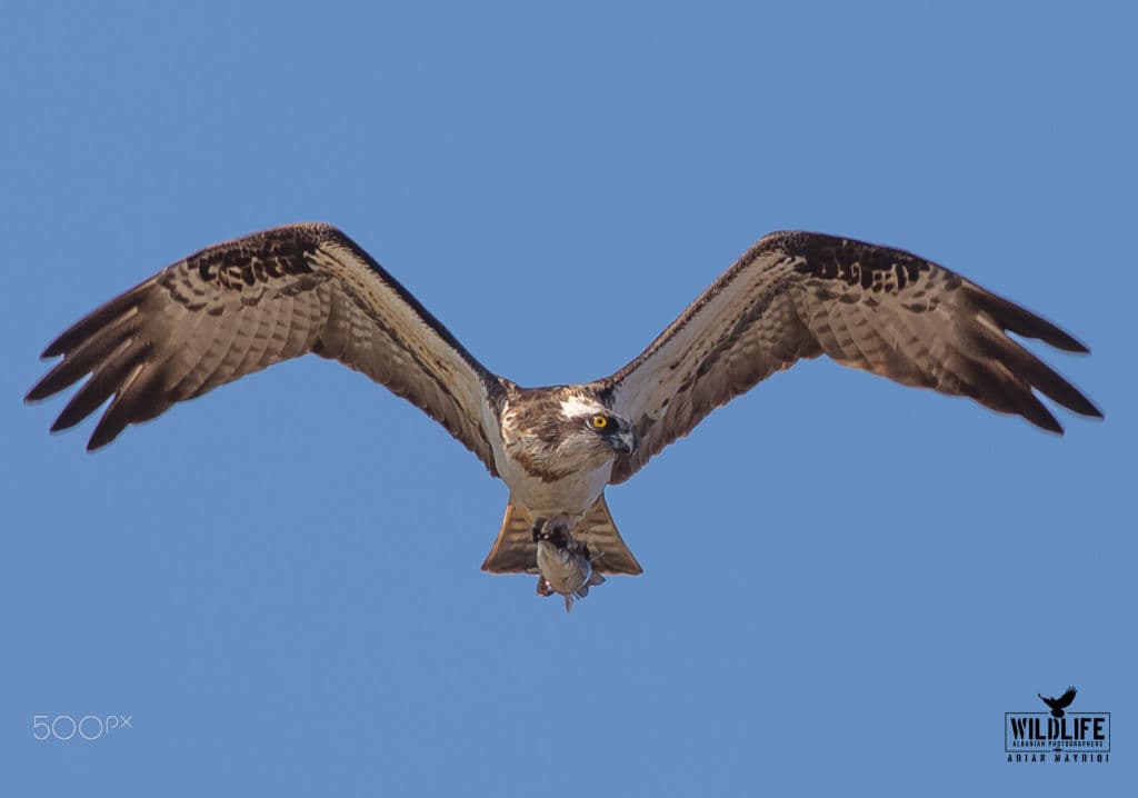 An osprey flying toward the camera with a fish in its talons, wings fully spread against a clear blue sky.