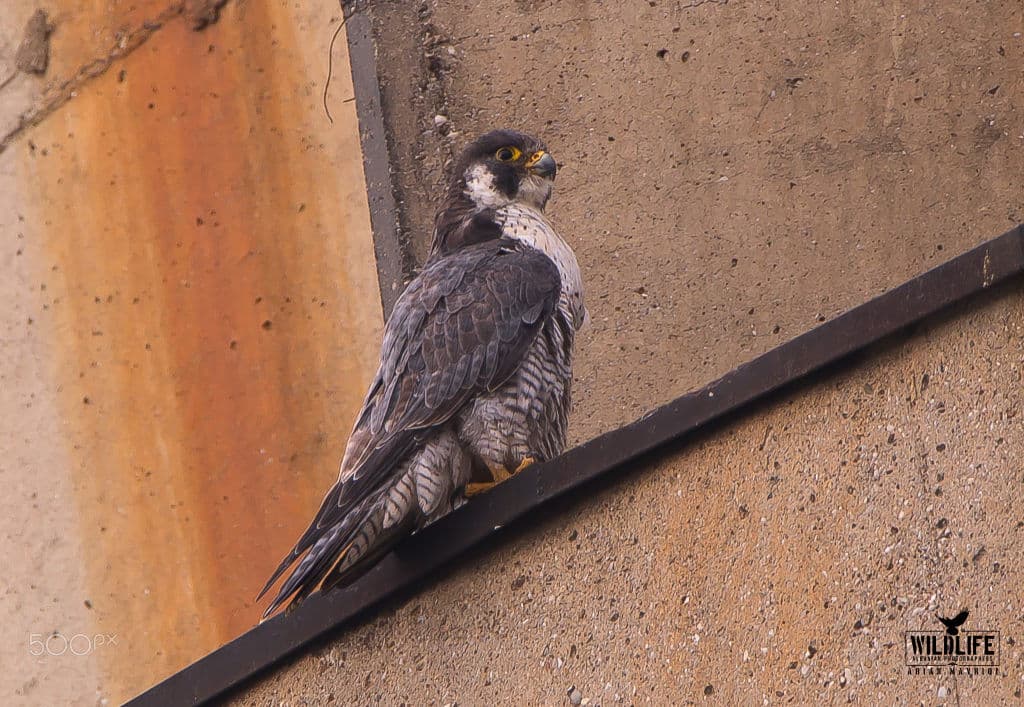 A peregrine falcon perched on a rusted concrete ledge, looking to the side.