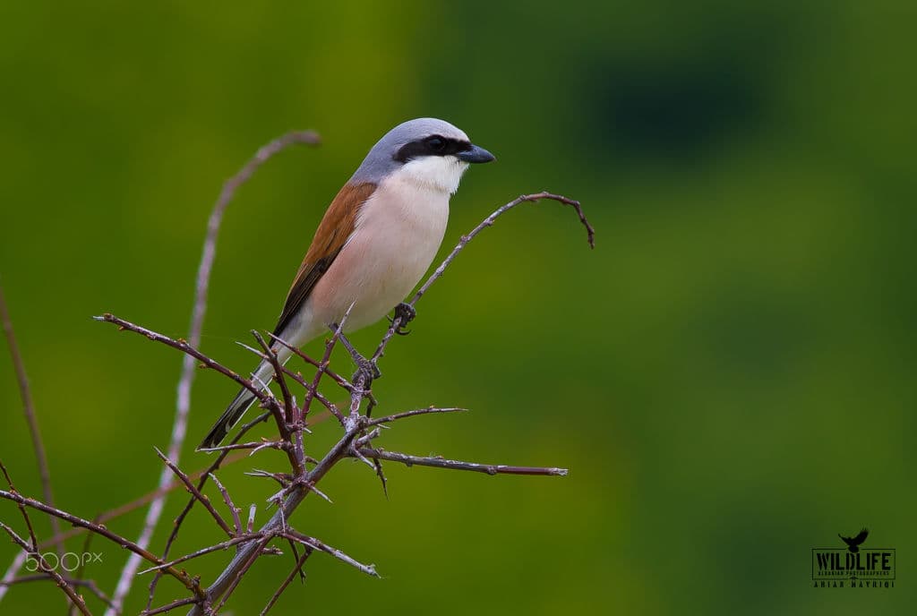 A male red-backed shrike with a grey head and black eye mask perched on thorny twigs.
