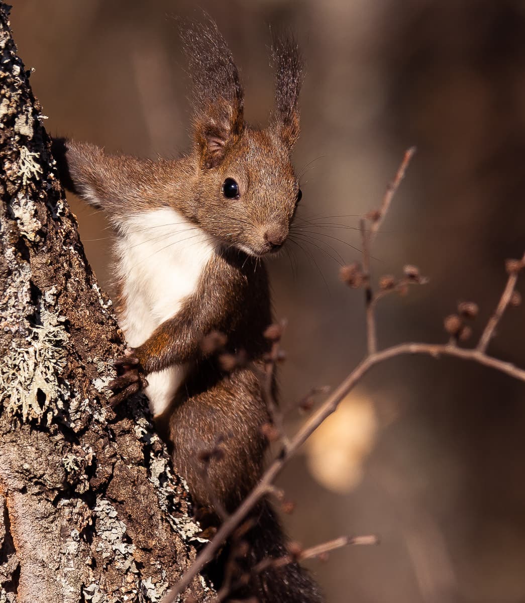 A red squirrel with tufted ears clinging to a lichen-covered tree trunk, lit by low sun.
