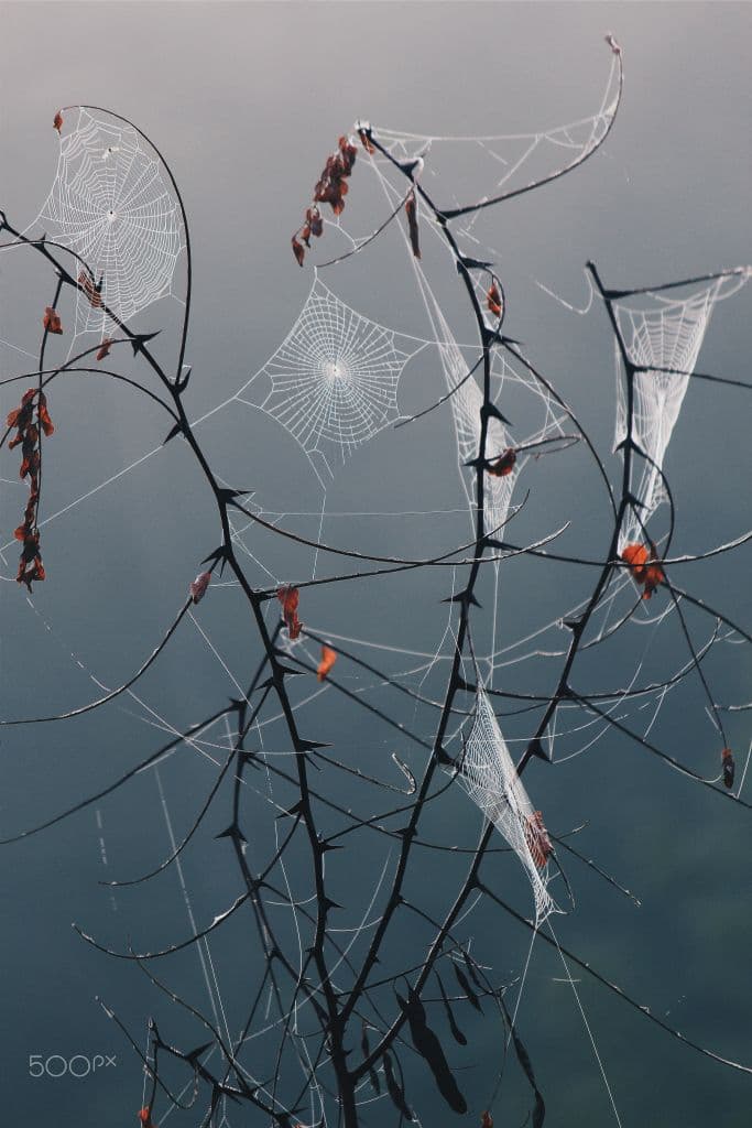 Several spider webs stretched across thin thorny branches, with a misty blue-grey background.