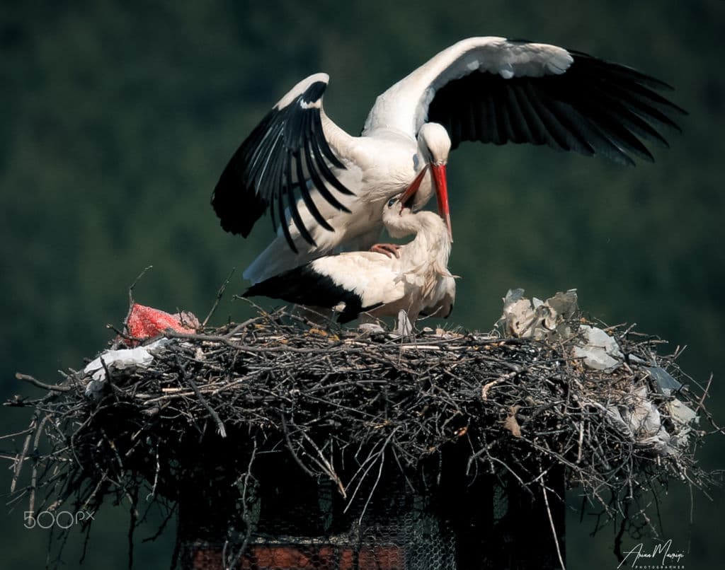 Two white storks on a large nest, one with wings spread, with pieces of plastic caught in the branches.