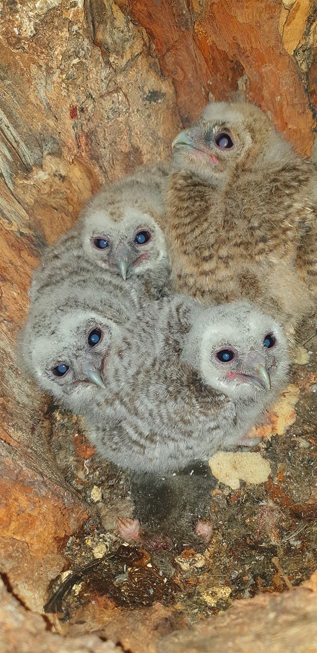 Four fluffy tawny owl chicks huddled together inside a hollow tree trunk, looking up.