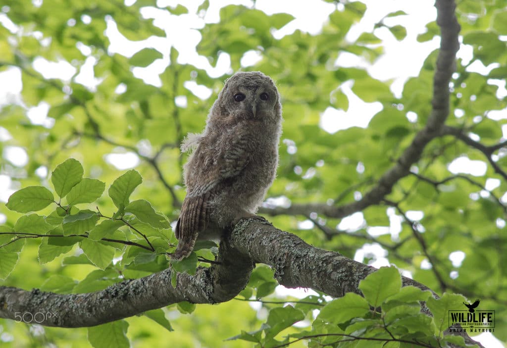 A young tawny owl with downy feathers perched on a mossy branch among green leaves.