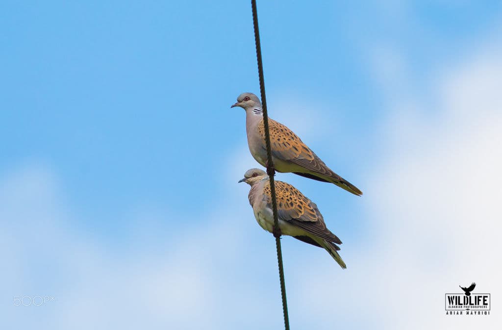 Two European turtle doves perched on a vertical wire against a blue sky with clouds.