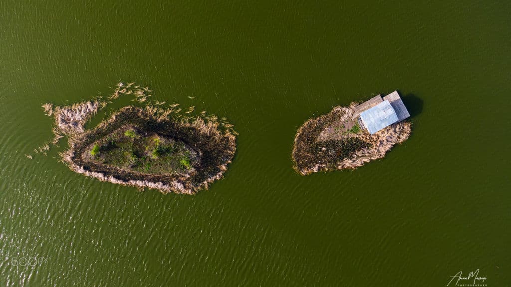 An aerial view of two small reed islands on green water, one with a hut on it.
