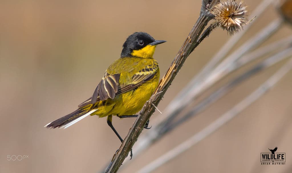 A black-headed yellow wagtail perched on a dry thistle stem against a soft beige background.
