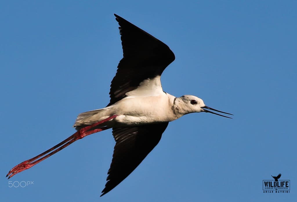 A black-winged stilt in flight with long pink legs trailing behind, black wings against a blue sky.