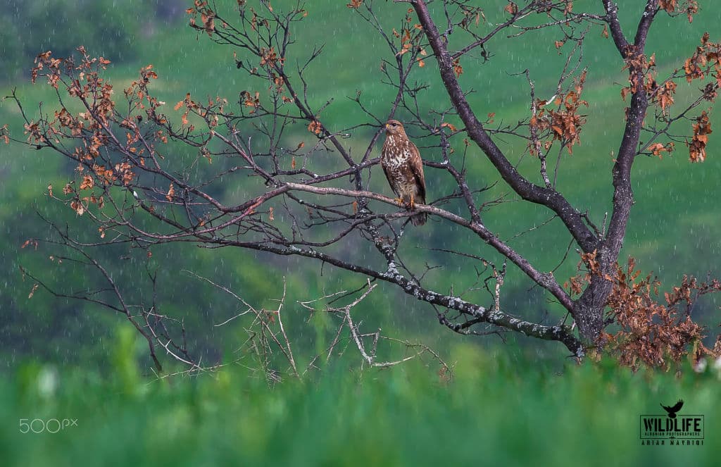 A common buzzard perched in a leafless tree during rain, with a green hillside behind.