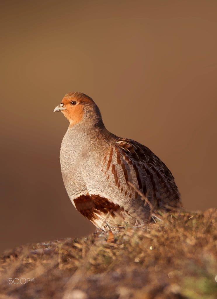 A grey partridge standing on a grassy mound in warm low sunlight, with a soft brown background.