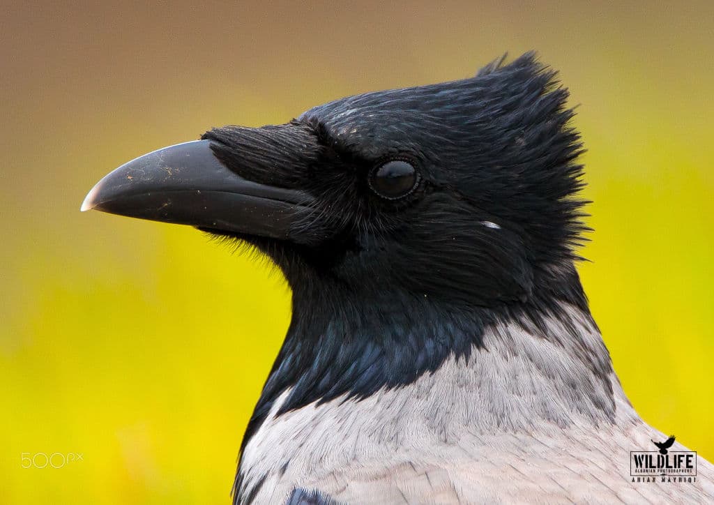 A close-up portrait of a hooded crow’s head and grey shoulders against a bright yellow-green background.