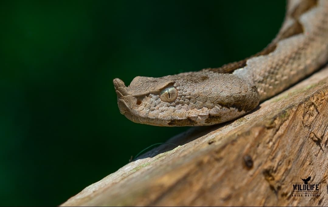 A close-up of a nose-horned viper’s head resting on a log, its small horn visible, against a dark green background.