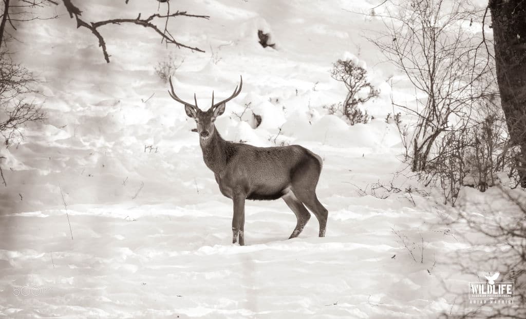 A red deer stag with antlers standing in deep snow among bare trees, in sepia tones.